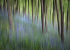 hassop bluebells1 blur